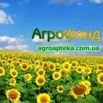 Закупаем зерно по Кировоградской области