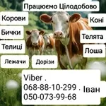 Закуповуємо Врх НА М'Ясо ТА НА Тримання. Корови Коні Бички Телиці