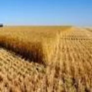 Агропредприятия и фермеры,  производители сельхозпродукции Украины 2013