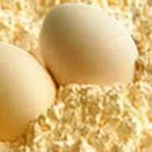 Предприятие покупает яичный порошок (только ГОСТ) до 5000 кг 