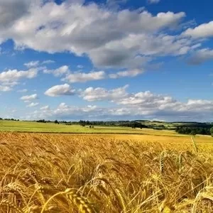 На постоянной основе закупаем зерновые