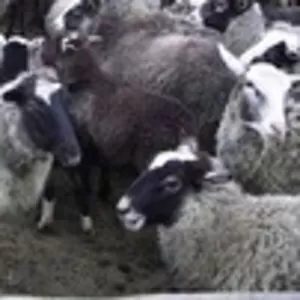 продам овец ярок РОМАНОВСКОЙ ПОРОДЫ