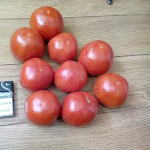 Продам помидор - Багира (грунтовой)