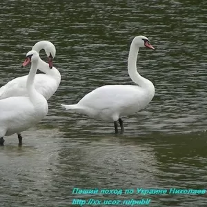 Пешие маршруты Южный Буг вдоль реки.