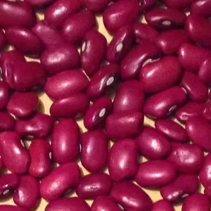 ТОВ Бінс Натур Продукт: сортова квасоля оптом