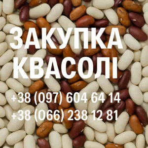 Купуємо квасолю різних сортів