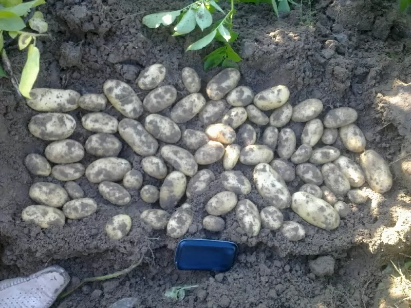 качественный картофель семенной Германия,  Нидерланды произв. в Украине