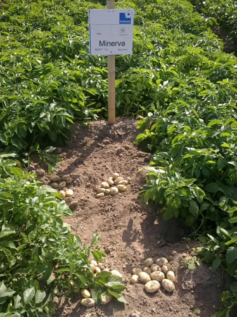 качественный картофель семенной Германия,  Нидерланды произв. в Украине 2