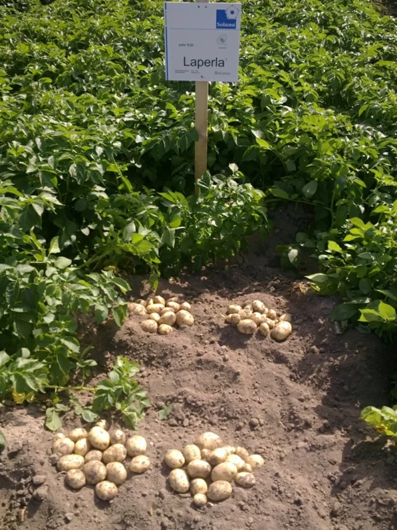 качественный картофель семенной Германия,  Нидерланды произв. в Украине 3