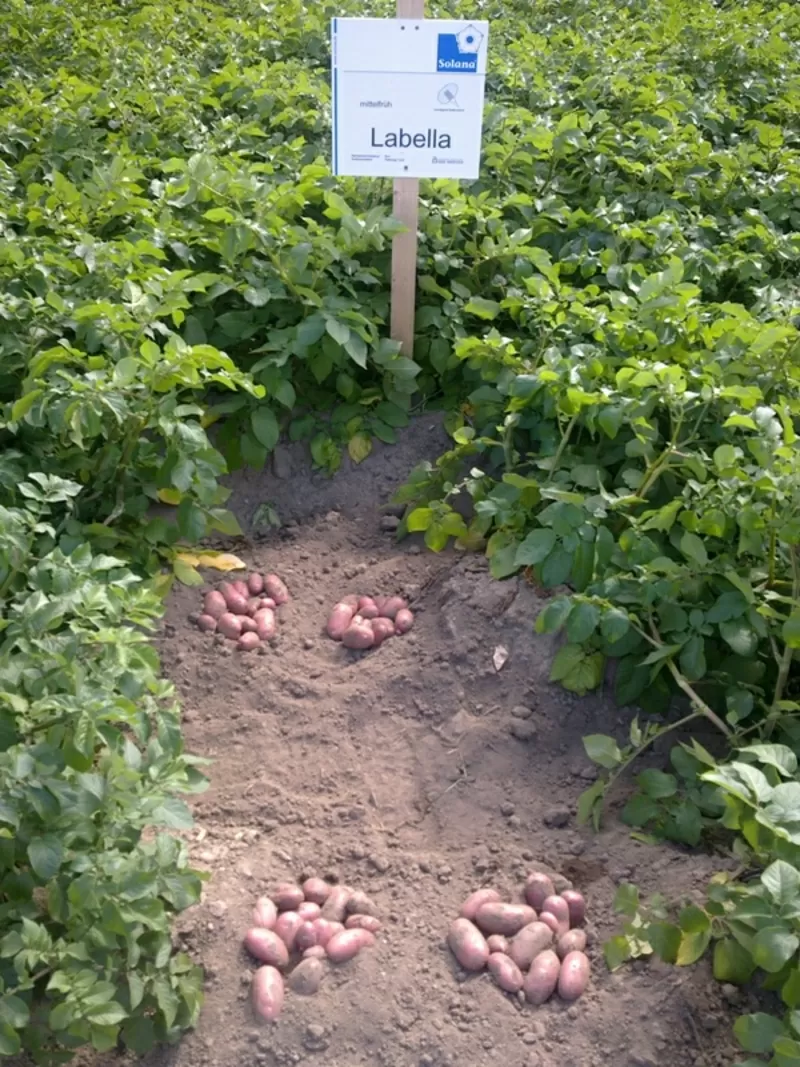 качественный картофель семенной Германия,  Нидерланды произв. в Украине 4