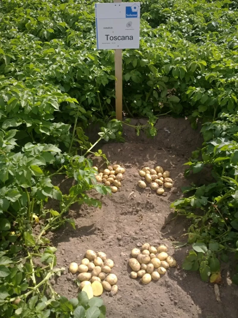 качественный картофель семенной Германия,  Нидерланды произв. в Украине 5