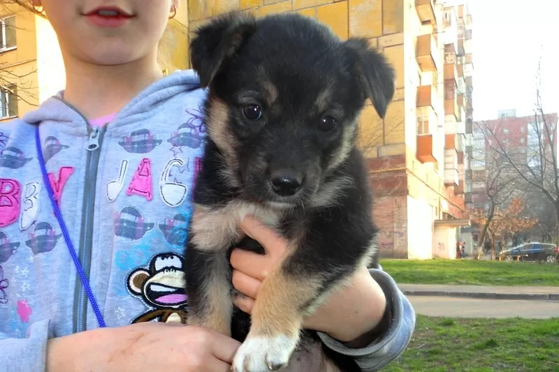 Замечательные щеночки только в ответственные руки!