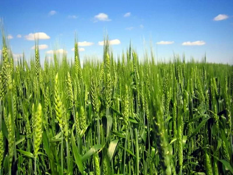 семена озимой пшеницы, универсальный очень урожайный сорт 