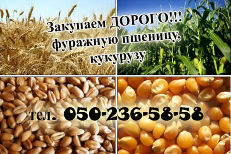 Закупаем проблемную кукурузу,  пшеницу 