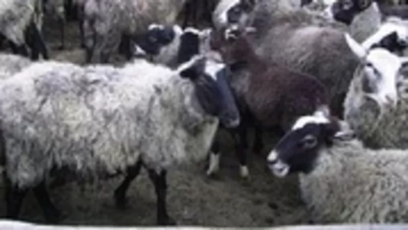 продам овец ярок РОМАНОВСКОЙ ПОРОДЫ