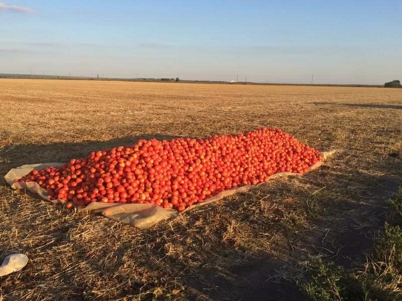 Продам помидор - Багира (грунтовой) 3