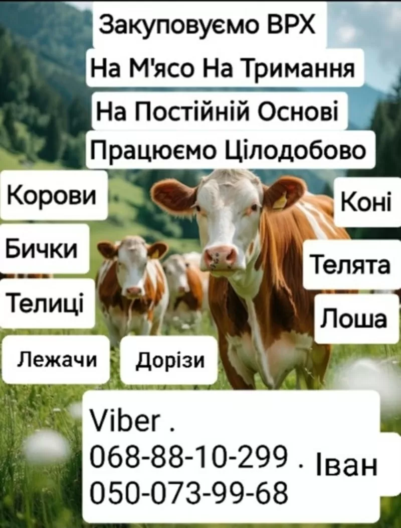 Закуповуємо Врх НА М'Ясо ТА НА Тримання. Корови Коні Бички Телиці