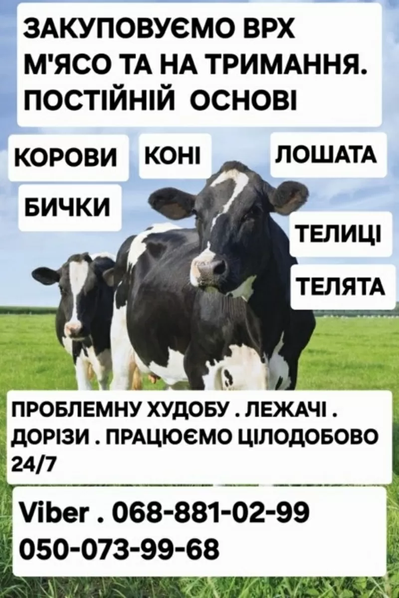 Закуповуємо Врх НА М'Ясо ТА НА Тримання. Корови Коні Бички Телиці 2