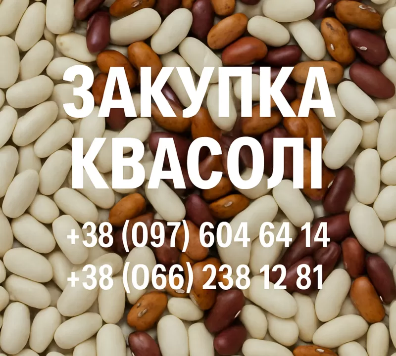 Купуємо квасолю різних сортів